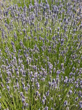 lavender field in early summer