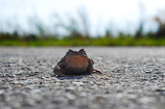 Frog Toad on the road looking right lens, funny but sad