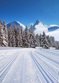 cross-country ski trail through the forest with mountains and blue sky on the horizon