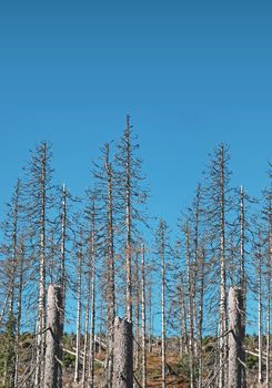 Forest with dead trees, attacked by bark beetle calamity