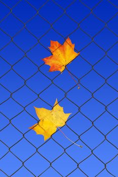 colorful autumn leaves on a fence with blue sky