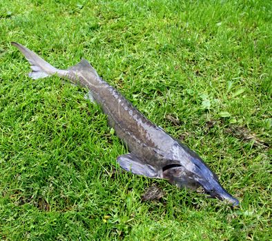 sturgeon lying on the grass