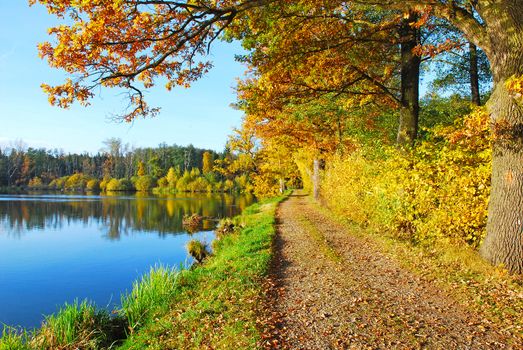 colored autumn tree and the road covered with colorful autumn leaves