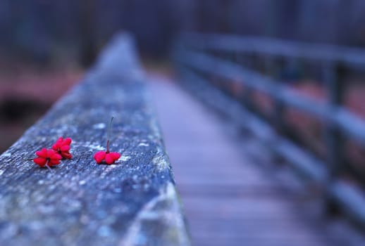 red flowers on old wooden bridge in autumn