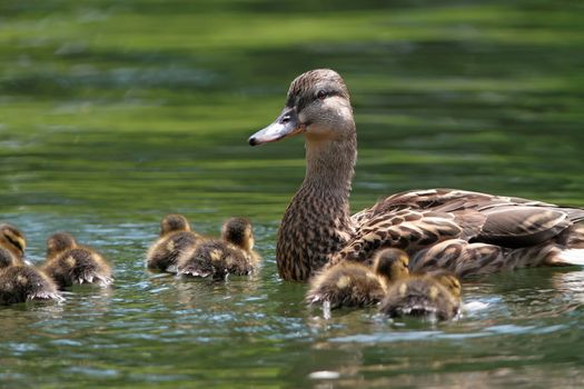 mother duck ( mallard duck, anas platyrhynchos ) with ducklings swimming on lake surface