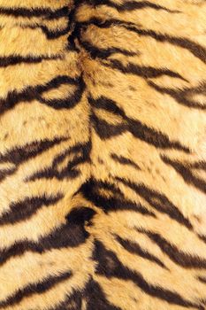 natural real model of stripes on tiger fur