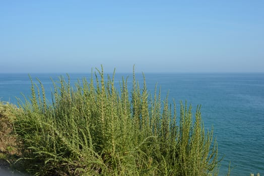 Green bush against the blue sky and ocean