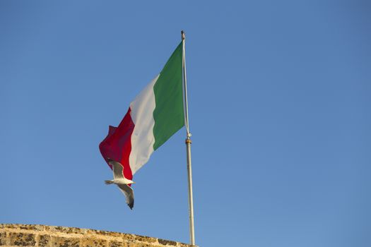 Seagulls (Larinae Rafinesque) flying near Italian flag blowing in the wind: red, white and green in Gallipoli (Lecce) in the South of Italy