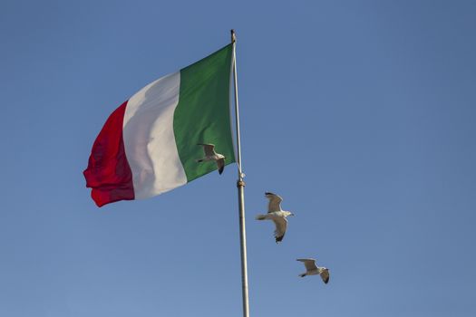 Seagulls (Larinae Rafinesque) flying near Italian flag blowing in the wind: red, white and green in Gallipoli (Lecce) in the South of Italy