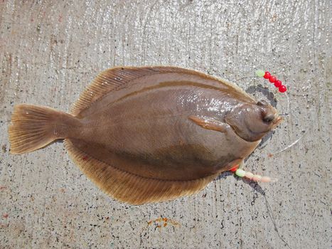 fresh line caught flatfish - common dab