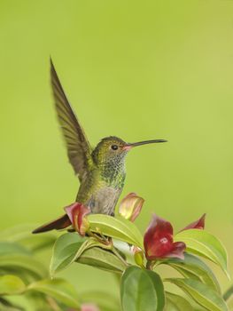 Rufous tailed hummingbird perching in a colorful tree photographed in Costa Rica.