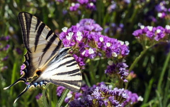 Close up of a swallowtail butterfly feeding on a flower 