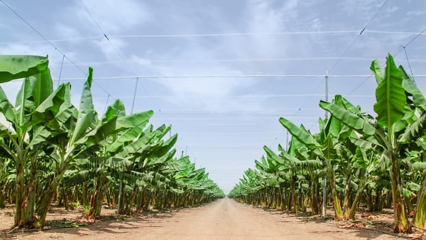 Road stretches to the horizon in palm orchard between banana trees rows plantations in Middle East