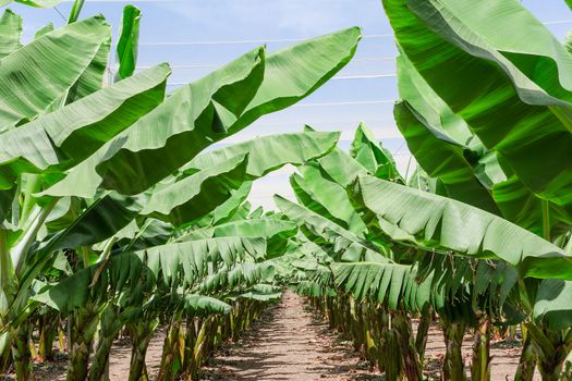 Lush leafage of banana palm trees in orchard plantation rows - oasis in Israel desert