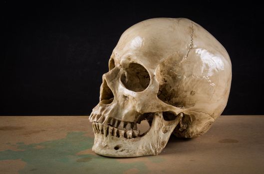 the death human skull as stil life ideal for art and other purposes