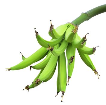 Banana bunch on tree isolated on white background