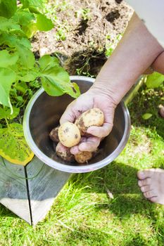Kitchen garden growing potatoes, a hand putting some in a bowl