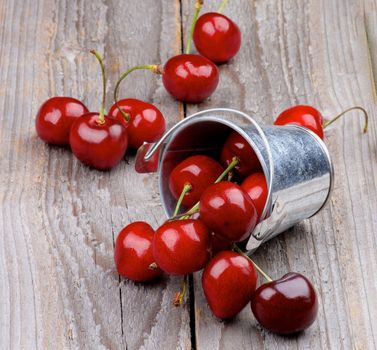 Tin Bucket with Scattered Ripe Sweet Cherries isolated on Rustic Wooden background