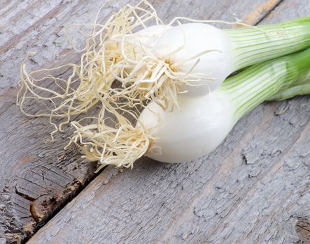 Spring Onion Bulbs isolated on Rustic Wooden background