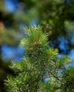 Young Shoots and Stems of Beautiful Green Pine Tree Outdoors. Focus on Top Stems