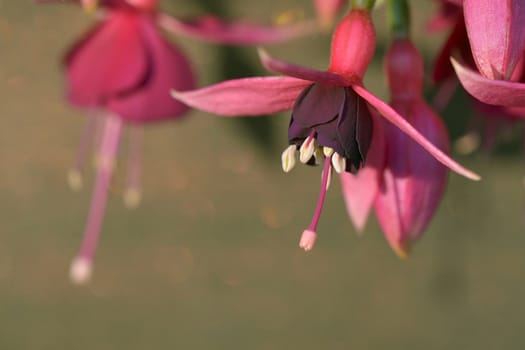 Close-up of pink fushia flowers on summer