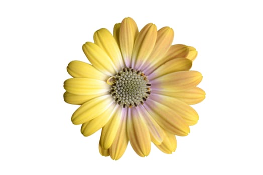 Yellow osteospermum isolated on white background