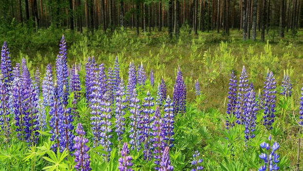 Purple, wild Lupins (Lupinus polyphyllus) flowering by green pine forest in Finland.