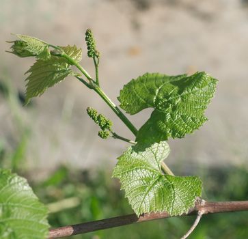 Young grape escape with leaves and flower ovary