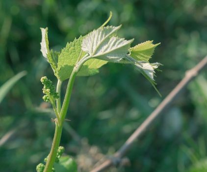Young grape escape with leaves and flower ovary