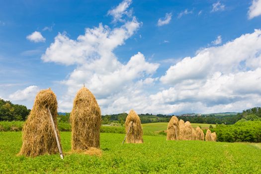 Bela krajina, Slovenia. Traditional hay stacks on the field.