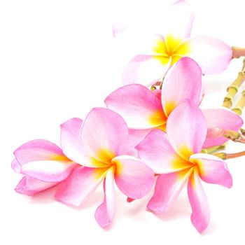 Blossom of pink Plumeria flower, isolated on a white background 