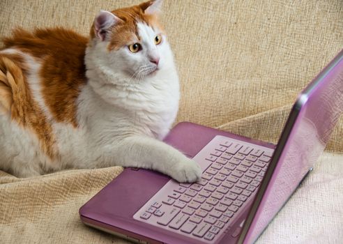 
cat put his paw on a computer keyboard and stares at the monitor