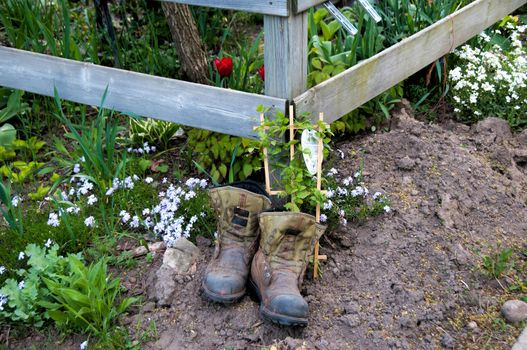 Still life of old army boots, fence, earth mounds and flowers
