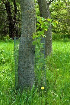 Protecting wood from pests, beavers and rabbits