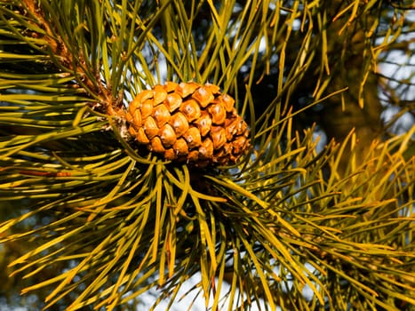 Small cone on the tree with long needles