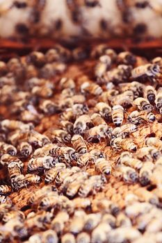 Group of honeybees on a comb.