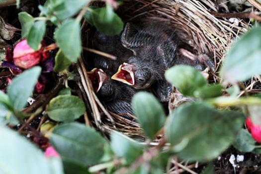 A newborn sparrow reaches up with it's mouth open to be fed.