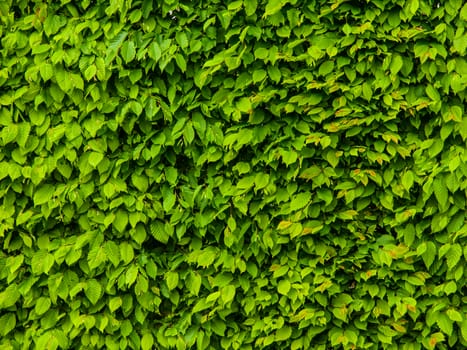 Wall made of green leafs typical for pakr areas