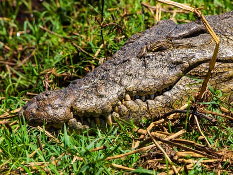 Head of crocodile in the grass (Chobe Riverfront, Botswana)