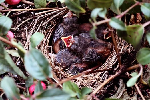 A newborn sparrow reaches up with it's mouth open to be fed.