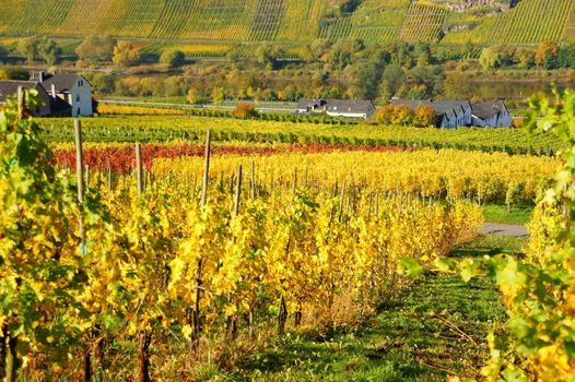 Herbst in den Weinbergen bei Burg an der Mosel
