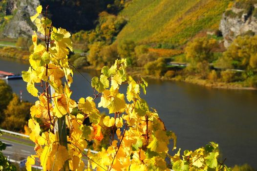 gelbes Weinlaub an der Mosel bei Burg
