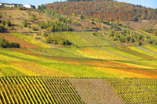 Farbenspiel in den Weingärten von Reil an der Mosel