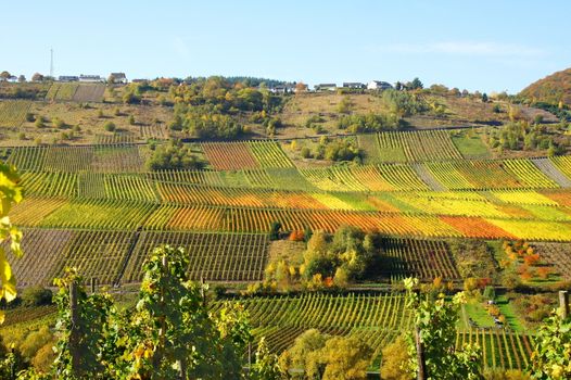 Farbenspiel in den Weingärten von Reil an der Mosel