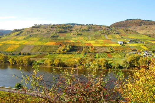 bunte Weingärten bei Reil an der Mosel