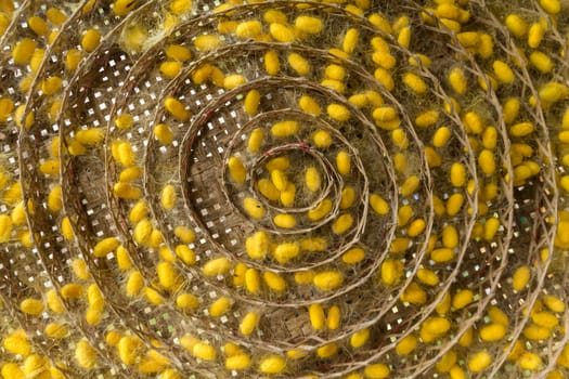 group of silk worm cocoons in nests