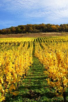 gelber Weinberg im Oktober im Moseltal
