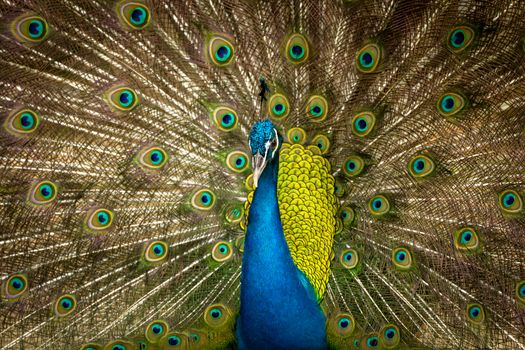 green beautiful peacock splendid with feathers out