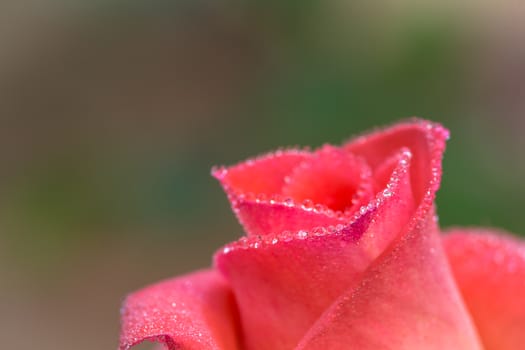 close-up of pink rose with water drops (shallow DOF)