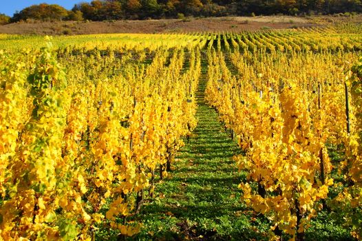 gelber Weinberg im Oktober im Moseltal
